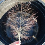 Eragrostis spectabilis (Lovegrass) seedhead